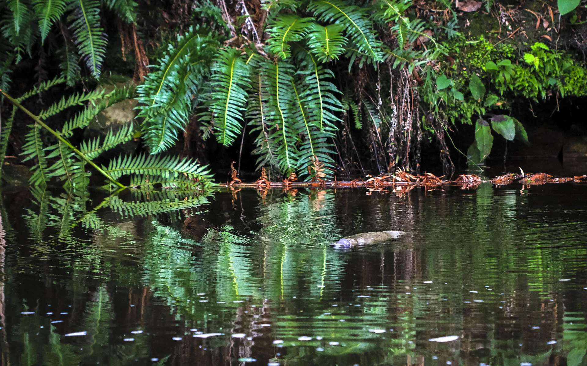 A Duck-billed Platypus Swims In its natural habitat. A Duck-billed Platypus Swims In its natural habitat, after being released back into the wild.
